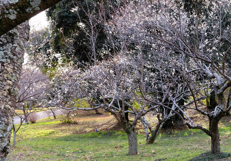 2024-2-9-　（金）晴れ　奈良県 山之内環濠集落の菜の花 ＆ 大和民俗公園の散策（梅・菜の花）_a0216227_00020849.gif