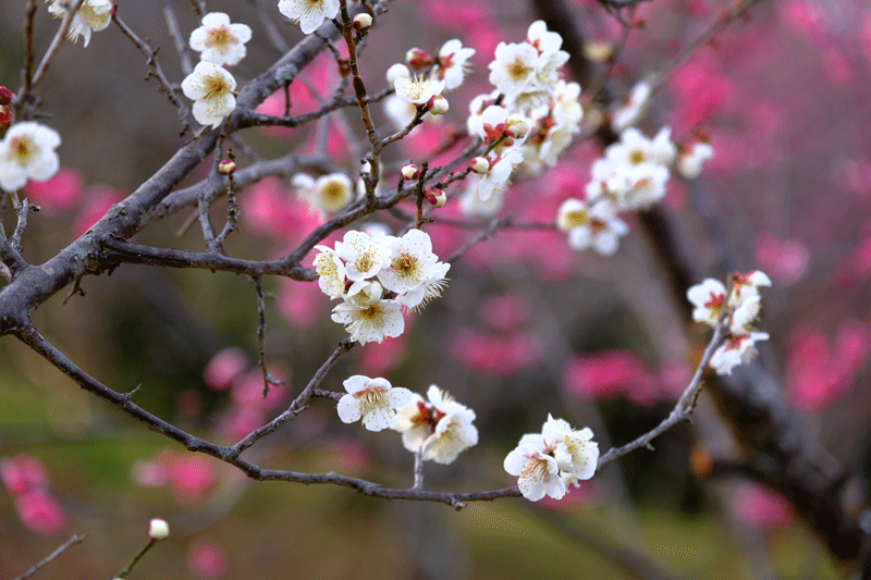 2024-2-9-　（金）晴れ　奈良県 山之内環濠集落の菜の花 ＆ 大和民俗公園の散策（梅・菜の花）_a0216227_00075374.gif