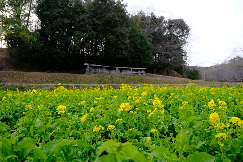 2024-2-9-　（金）晴れ　奈良県 山之内環濠集落の菜の花 ＆ 大和民俗公園の散策（梅・菜の花）_a0216227_00160226.gif