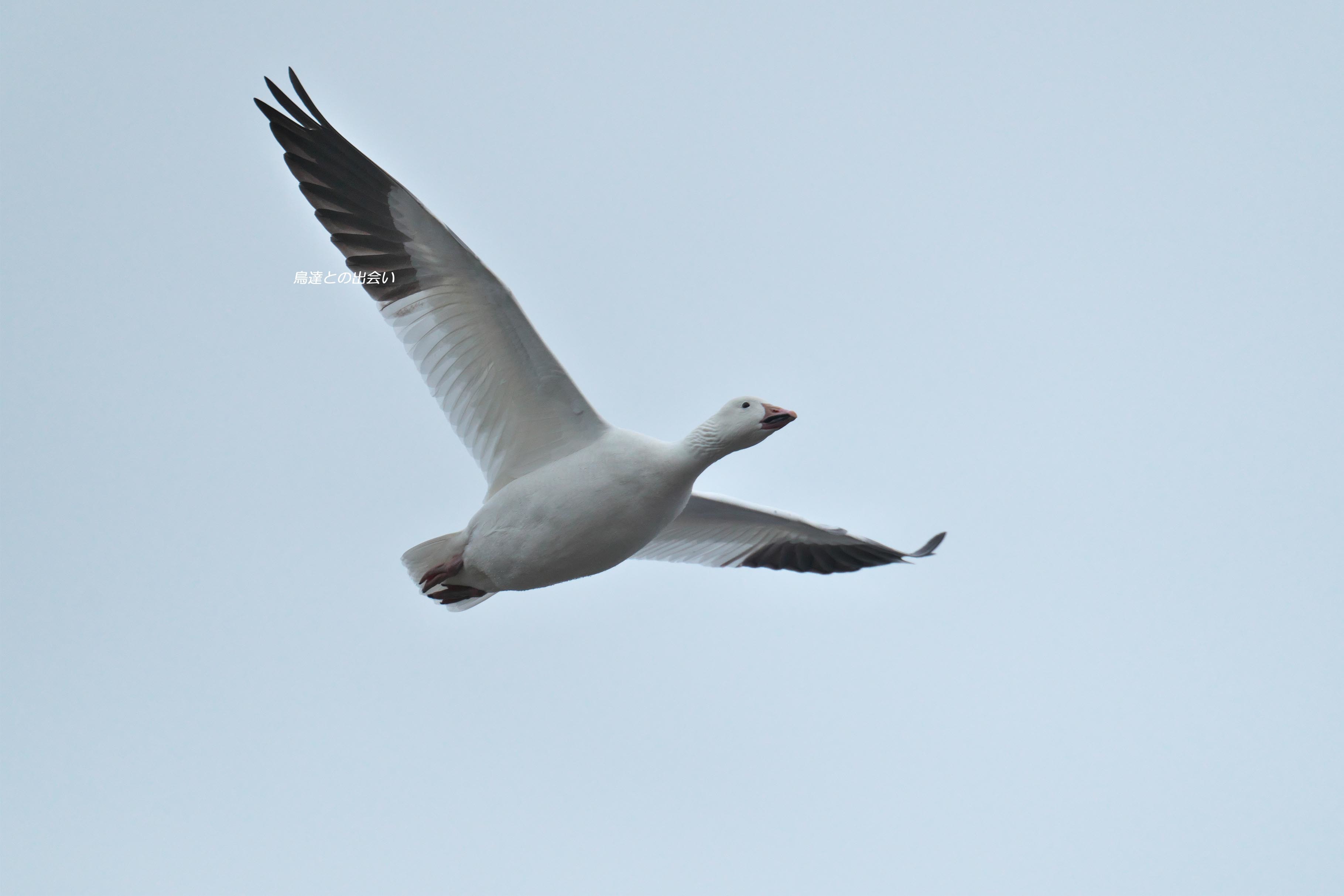 ハクガン（飛び立ち）・・・Snow Goose (take off)_e0139623_17142075.jpg