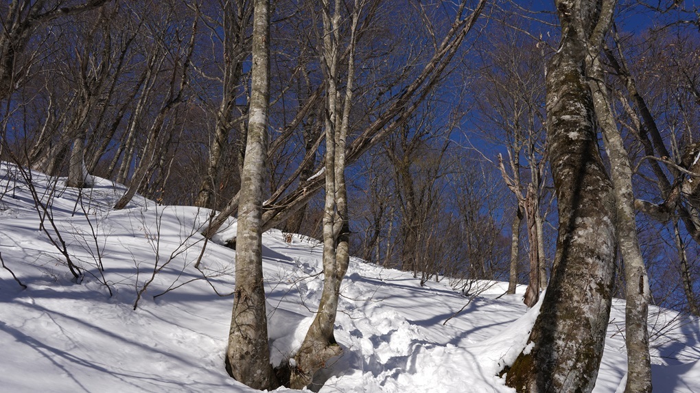 雪が腐らないうちに・・・_b0062024_21212649.jpg