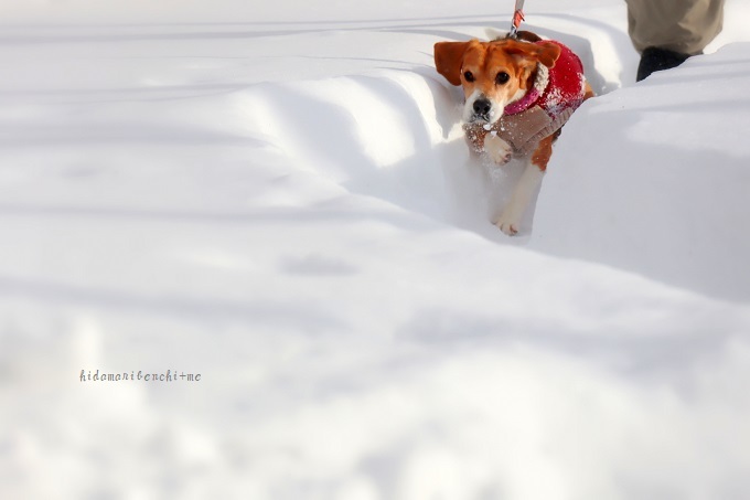 雪やこんこ　～風ちゃん日記③〜_a0323147_16332154.jpg