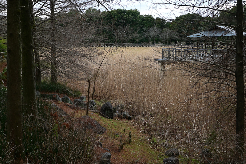 立春の候　宇治市立植物公園_e0164563_10414697.jpg