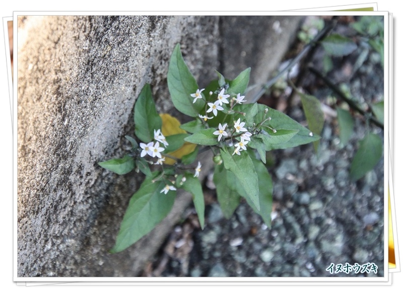 カササギにカワセミ、残念上手く写せなかったけれど、花達と共に_d0102968_08252635.jpg