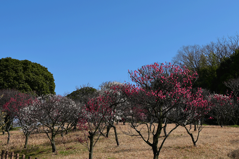 2024-2-13 (晴）　堺市南区宮山　荒山公園の梅林_a0216227_06505228.gif