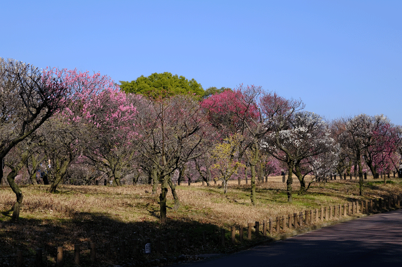 2024-2-13 (晴）　堺市南区宮山　荒山公園の梅林_a0216227_07052334.gif