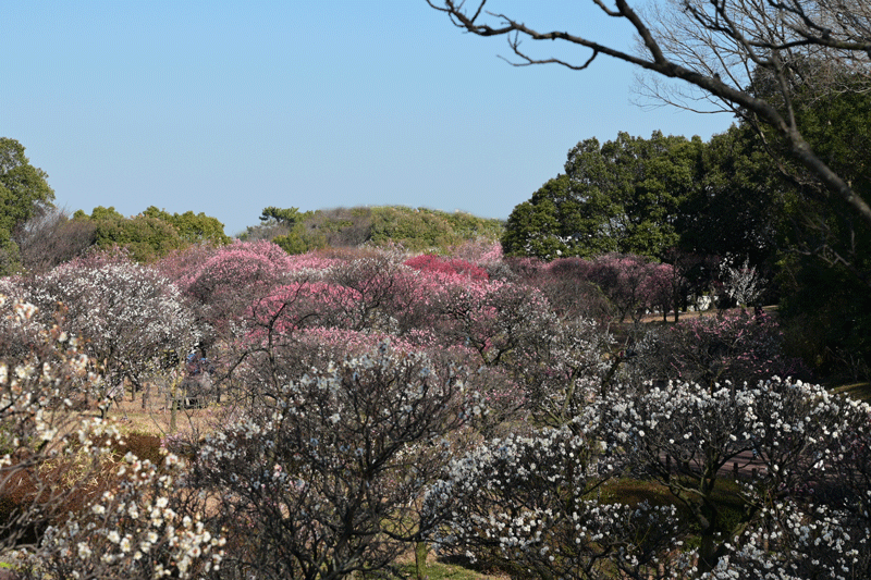 2024-2-13 (晴）　堺市南区宮山　荒山公園の梅林_a0216227_07153861.gif