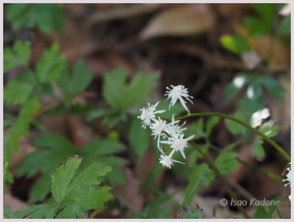 赤塚植物園・初春‐1　　　024）_c0068050_01204438.jpg