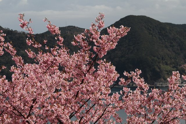 河津桜_a0222494_19481344.jpg