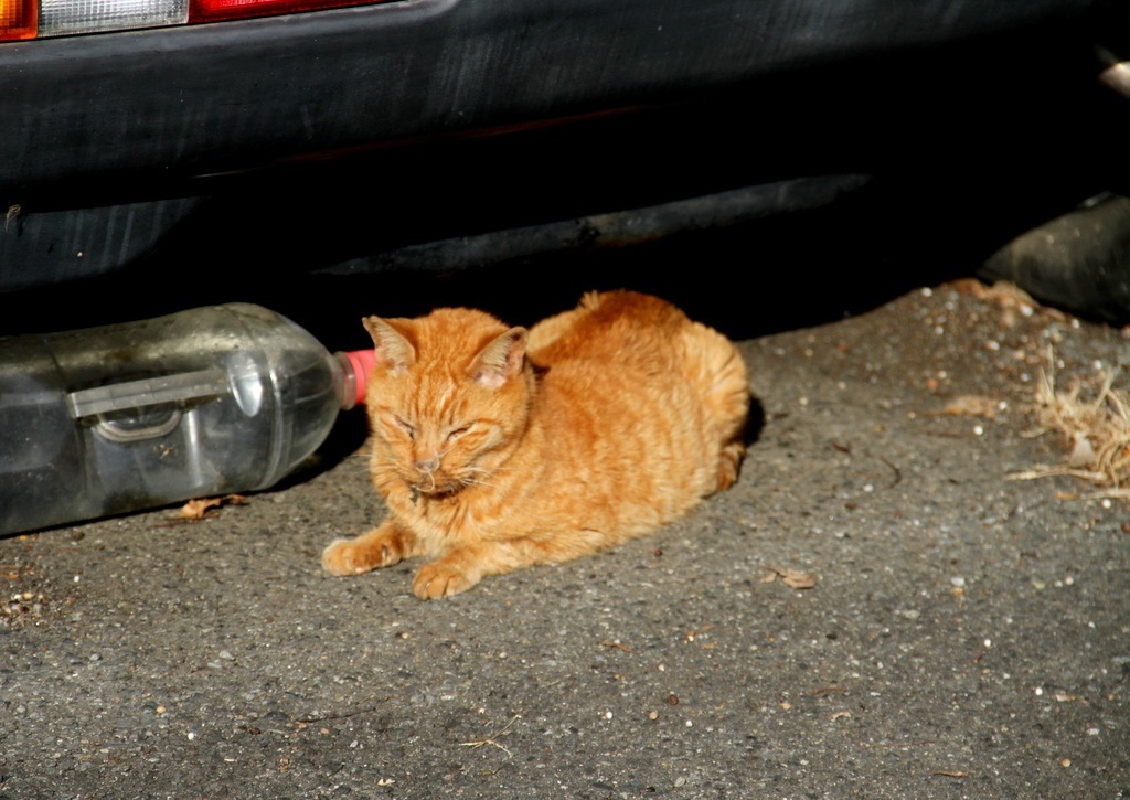 駐車場の猫 *** 2024/02/16_d0338028_08104218.jpg