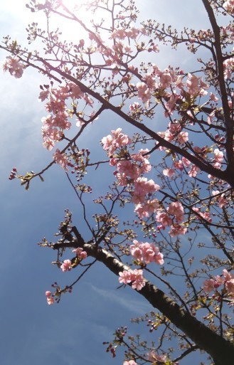 「春だね。」山田パンダ_b0096957_15504292.jpg