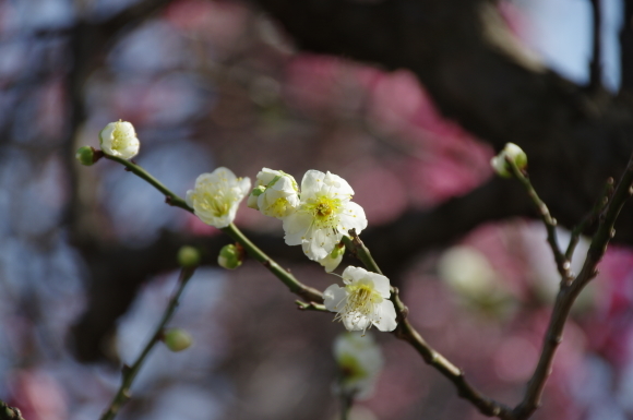 梅の花_c0366973_19321631.jpg