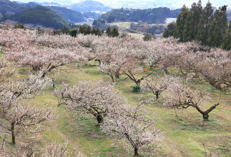 伊万里梅園　藤ノ尾(佐賀県伊万里市)_e0093903_09150356.jpg