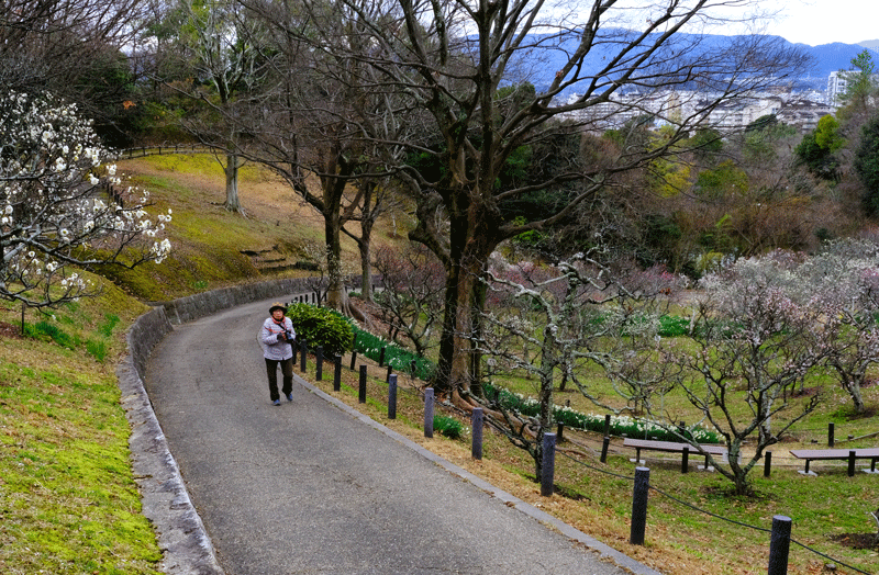 2024-2-16 (金)　富田林市　錦織公園散策（梅林園他）_a0216227_23122141.gif