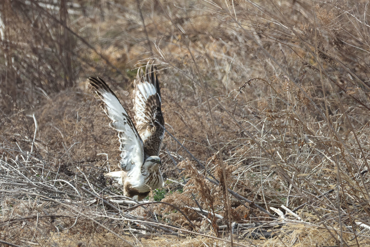 荒れ野を飛ぶケアシノスリ_a0052080_17431393.jpg