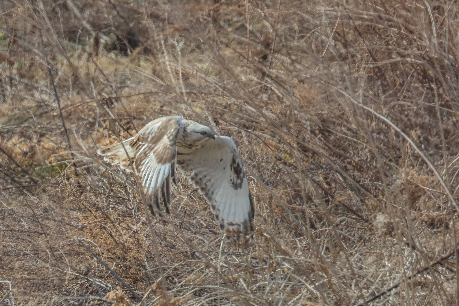 荒れ野を飛ぶケアシノスリ_a0052080_17434192.jpg