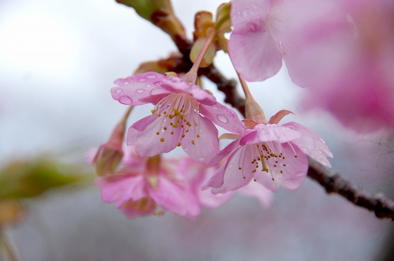 聖公園河津桜_c0238352_21241144.jpg