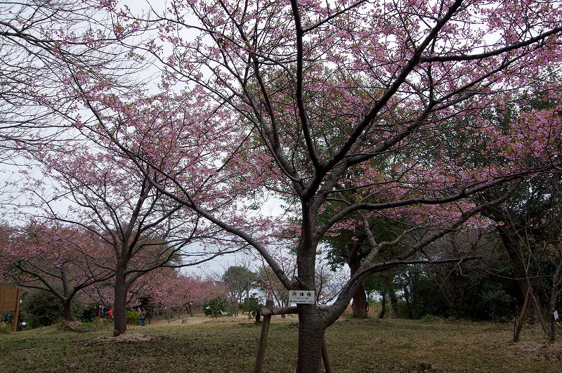 聖公園河津桜_c0238352_21243019.jpg