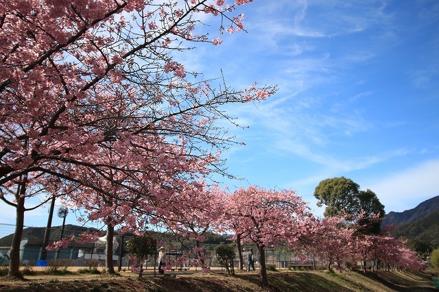 満開の河津桜（その1）（撮影：2月16日）_e0321325_10005867.jpg