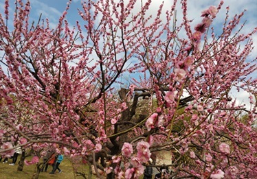 神代植物公園・梅まつり_a0108328_15410747.jpg