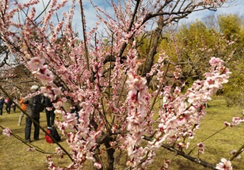 神代植物公園・梅まつり_a0108328_15414673.jpg