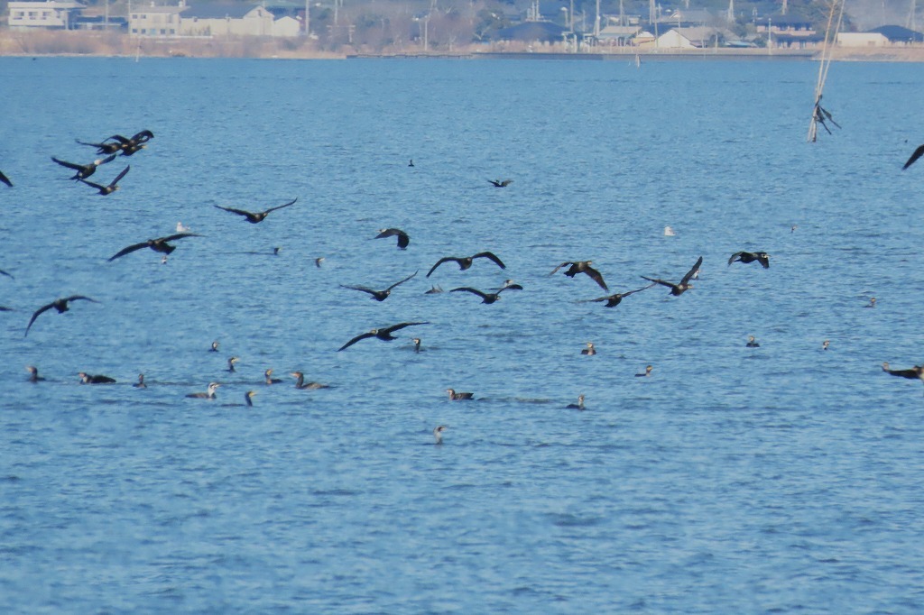 霞ケ浦で見た鳥たちの様子_b0236251_21042062.jpg