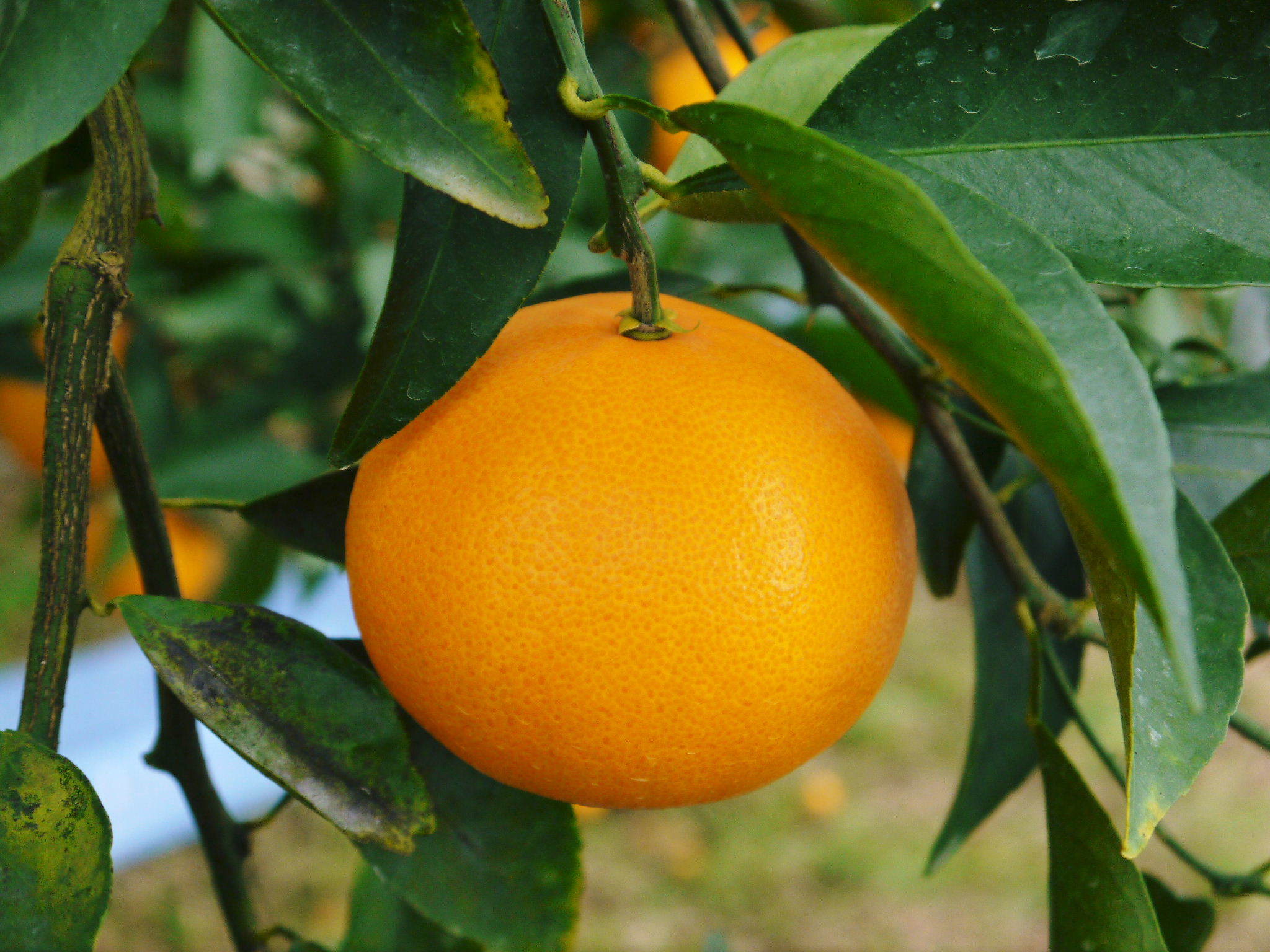 匠が育てた究極の柑橘『せとか』大好評販売中！令和6年の出荷をスタートしました！(前編)_a0254656_16495579.jpg