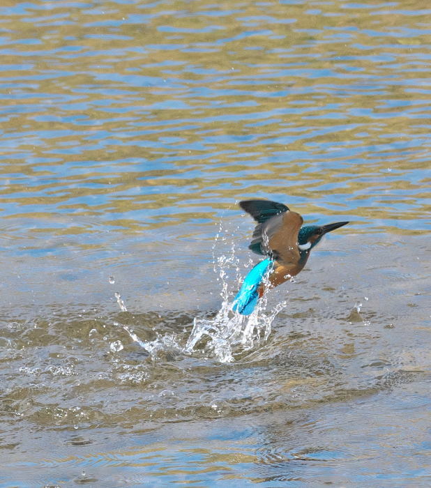 離水のピンアマ連続_c0205858_14292287.jpg