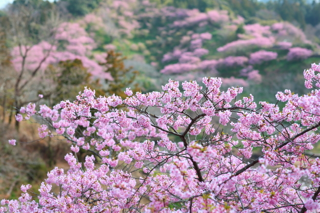 〜うららか頼朝桜〜_c0152400_19555786.jpg