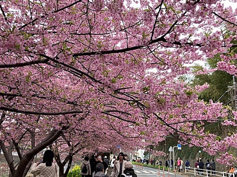 ♡三浦海岸桜まつり　河津桜が満開・・_d0046702_16582224.jpg