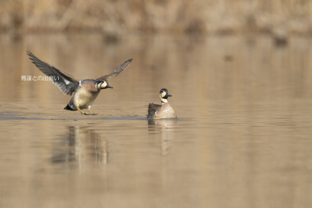 トモエガモ・・・Baikal Teal _e0139623_19184041.jpg