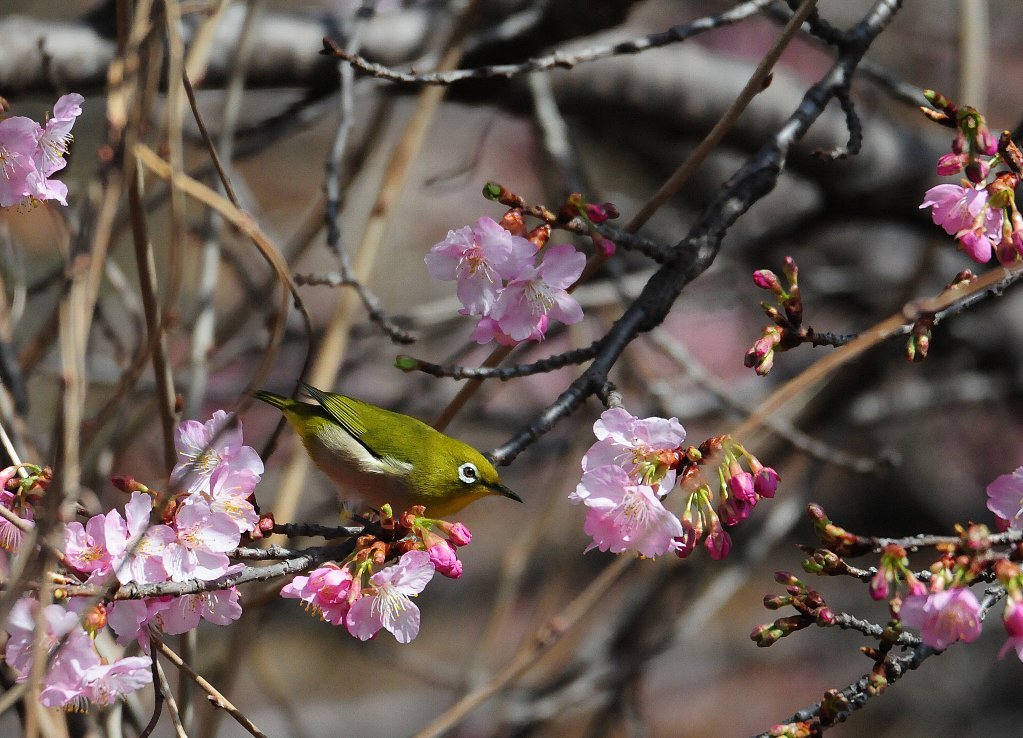 暖かくなって河津桜も咲き始めたメジロ2羽だけだ！_b0404848_15485056.jpg