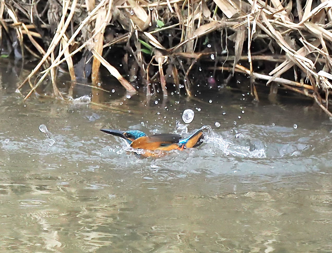 初夏の陽気で暑い_c0205858_15310726.jpg