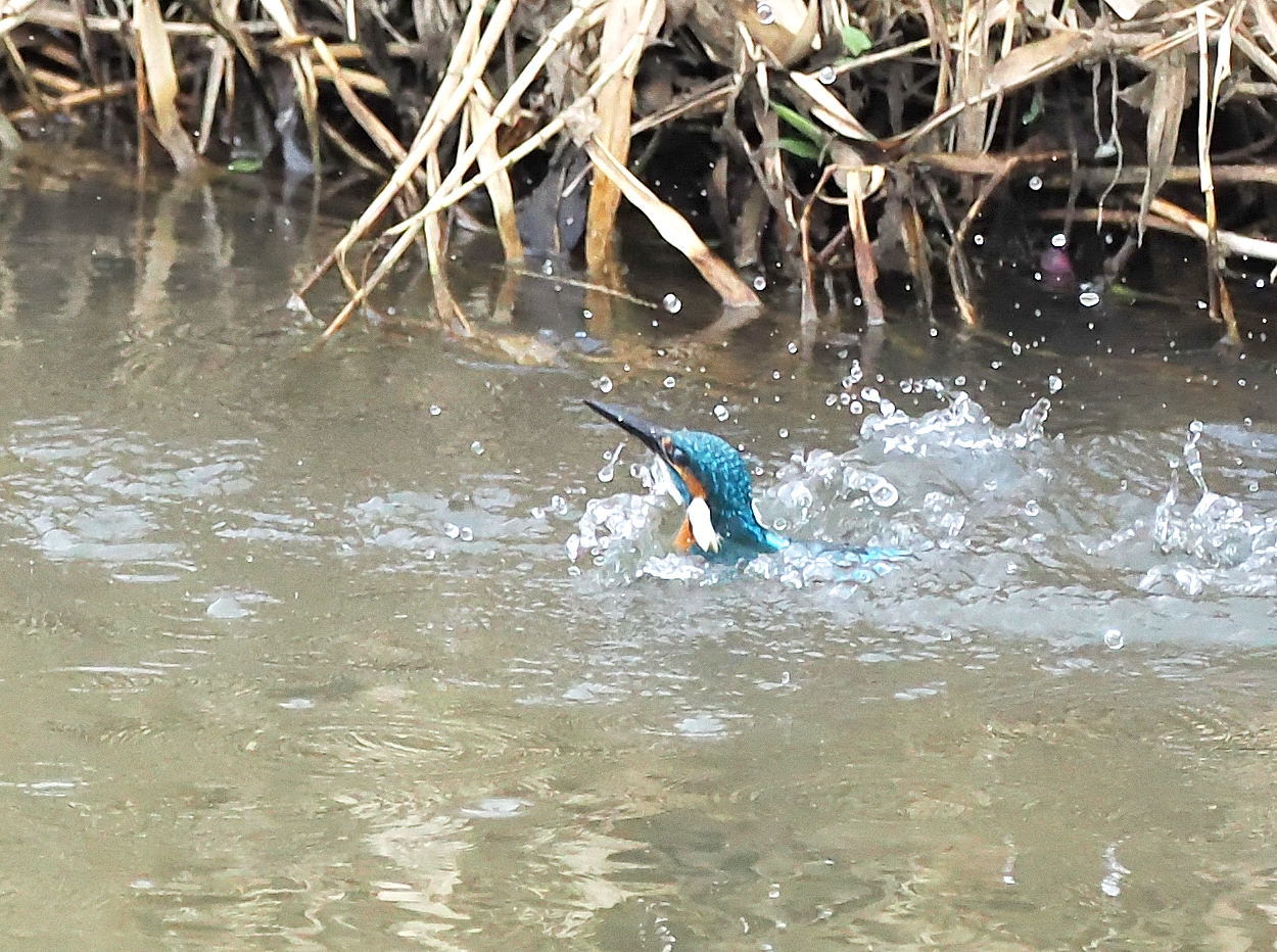 初夏の陽気で暑い_c0205858_15311934.jpg