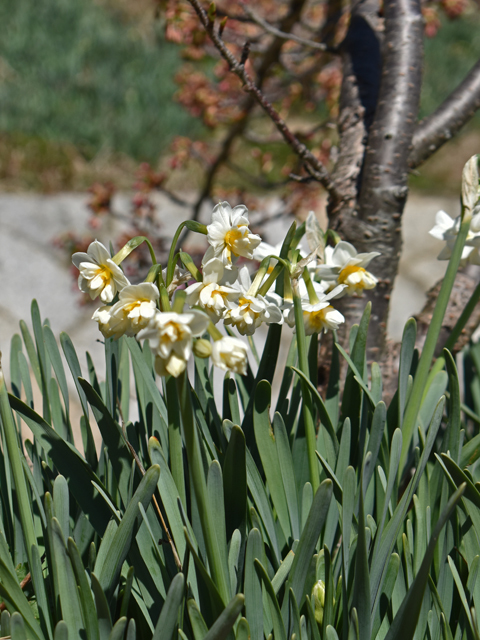 花  河津桜_a0284623_11322532.jpg