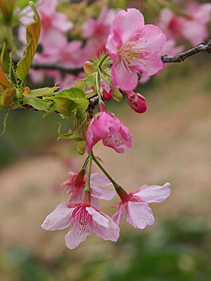 下田　白浜桜_d0273732_11003584.jpg