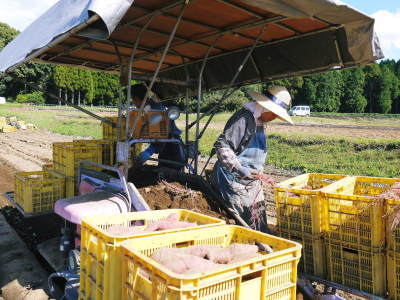 大人気の熊本県産サツマイモ『紅はるか』を大好評販売中！栽培歴50年の匠が育てたサツマイモ(からいも)です_a0254656_17582385.jpg