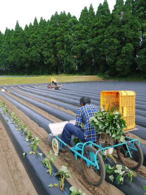 大人気の熊本県産サツマイモ『紅はるか』を大好評販売中！栽培歴50年の匠が育てたサツマイモ(からいも)です_a0254656_17594210.jpg