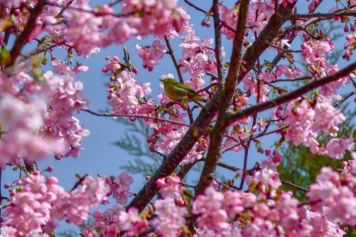 河津桜_a0307264_10205619.jpg