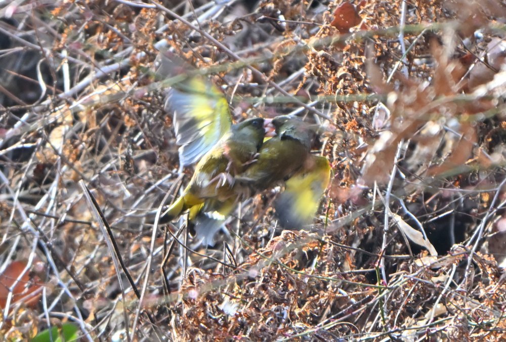 2月中旬の鳥たちの心境は_b0311071_16115405.jpg