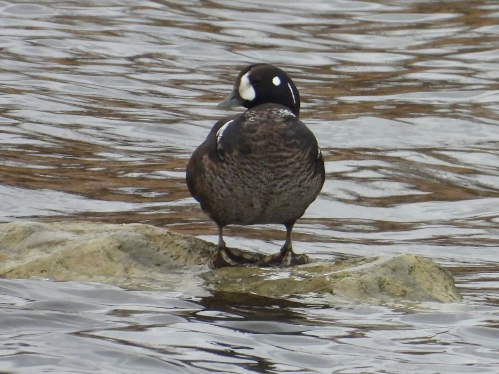 2月中旬の鳥たちの心境は_b0311071_16183770.jpg