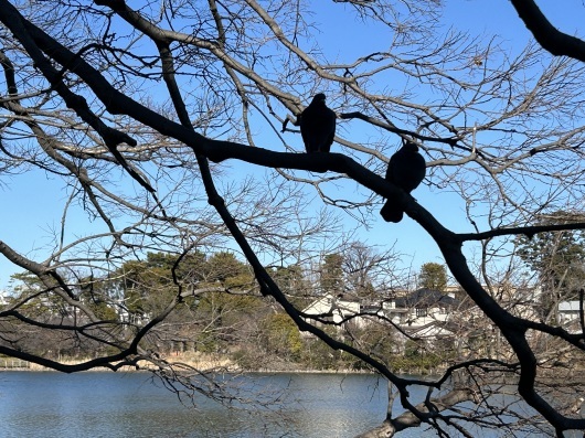 【Others】洗足池公園_a0170297_13191762.jpeg