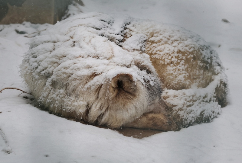 雪のケンタin群馬_a0306502_13104747.jpg