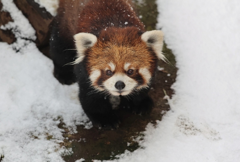 雪のケンタin群馬_a0306502_13110105.jpg