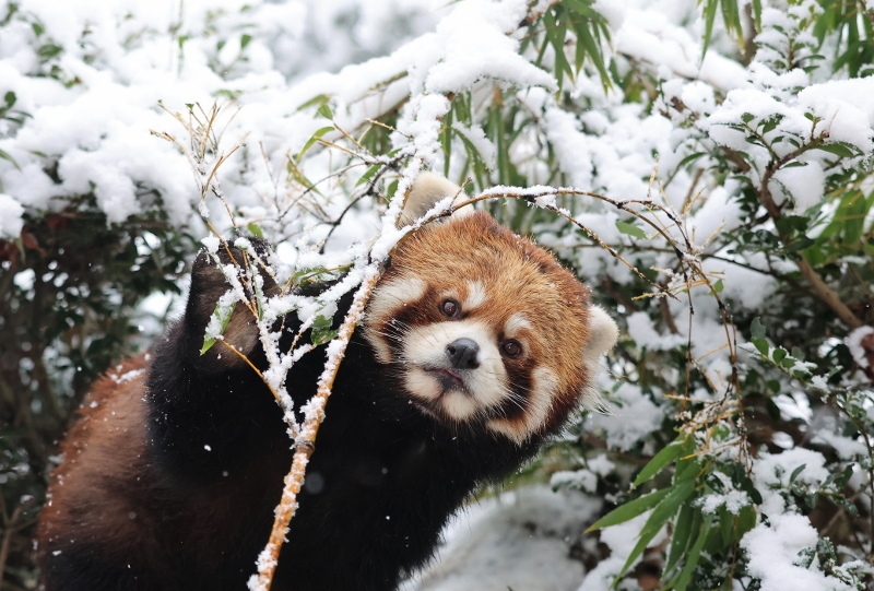 雪のケンタin群馬_a0306502_13110186.jpg