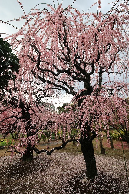 田口梅園散策（その1）（撮影：2月20日）_e0321325_15220233.jpg