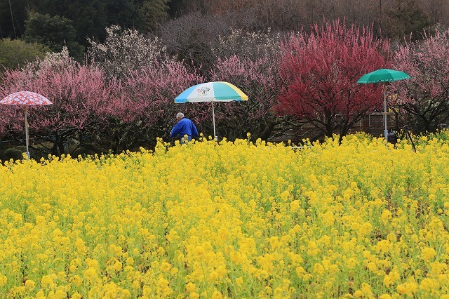 田口梅園散策（その3）（撮影：2月20日）_e0321325_10031256.jpg