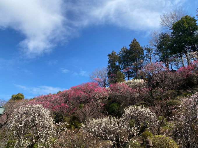 一週間前の事ですが、暖かい日でしたので池上の梅園まで歩きました。_a0169095_13453657.jpg