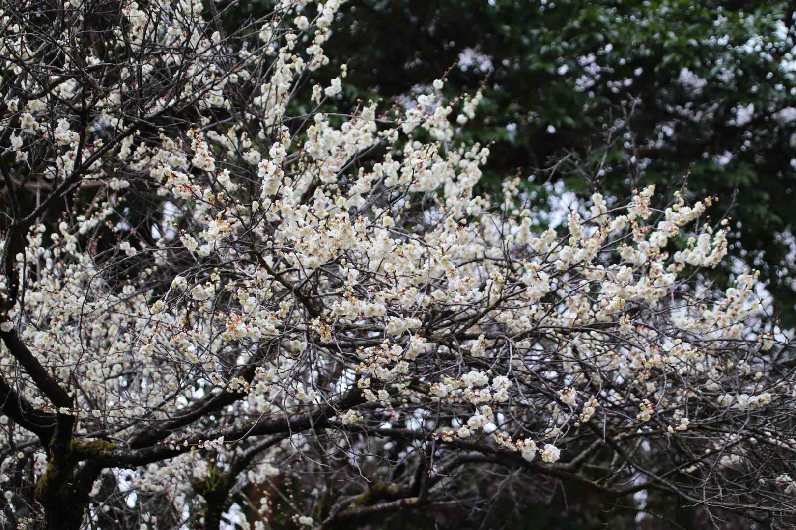 京都府立植物園　梅が盛りに_e0048413_22003131.jpg