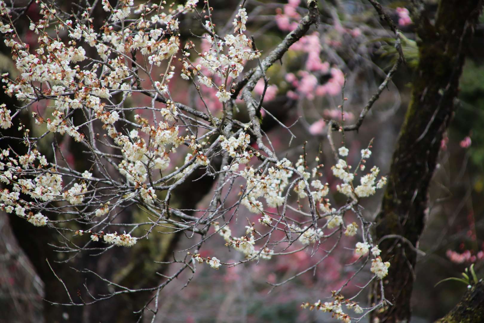 京都府立植物園　梅が盛りに_e0048413_22003518.jpg